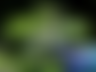 "A lei da canábis medicinal foi para boi ver"