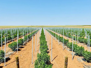 Maior plantação europeia de Cannabis medicinal fica em Portugal