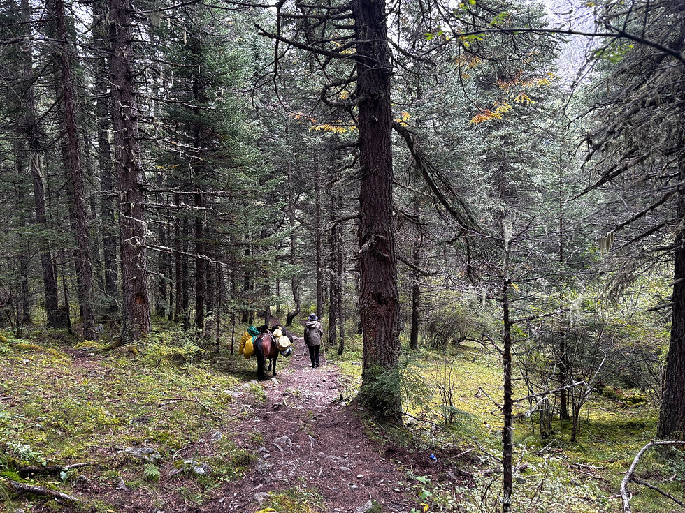 Descente dans la forêt