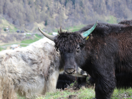 Kalif et Sakko