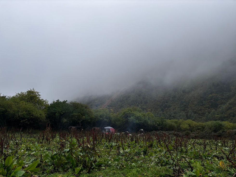 Camps dans la forêt