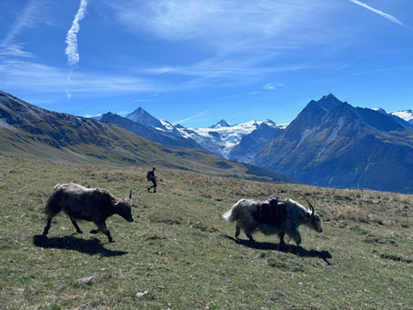 Trek des Alpages III
