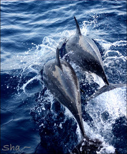 DOLPHIN MAGIC