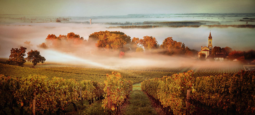 Bordeaux France Vineyards