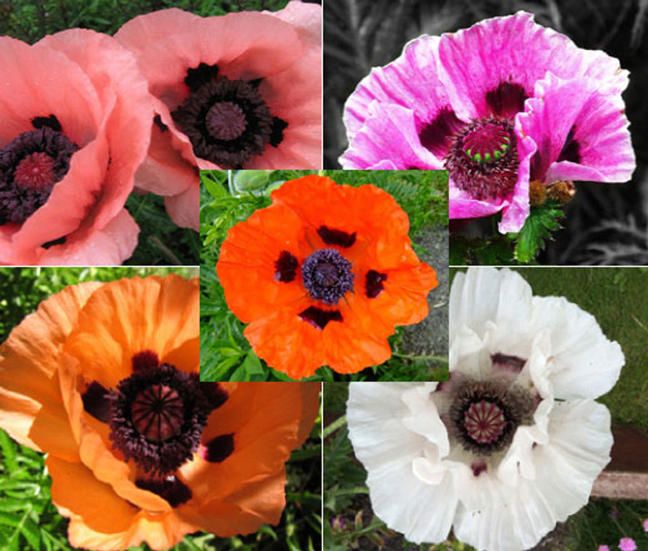 Oriental Poppy - Mixed