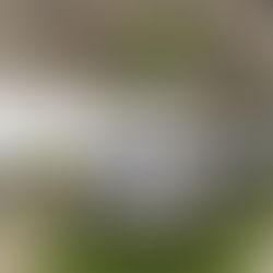 Modern office with green and beige decor, circular ceiling lights, and lush plants. Open workspace with desks and black chairs. Woman walking.