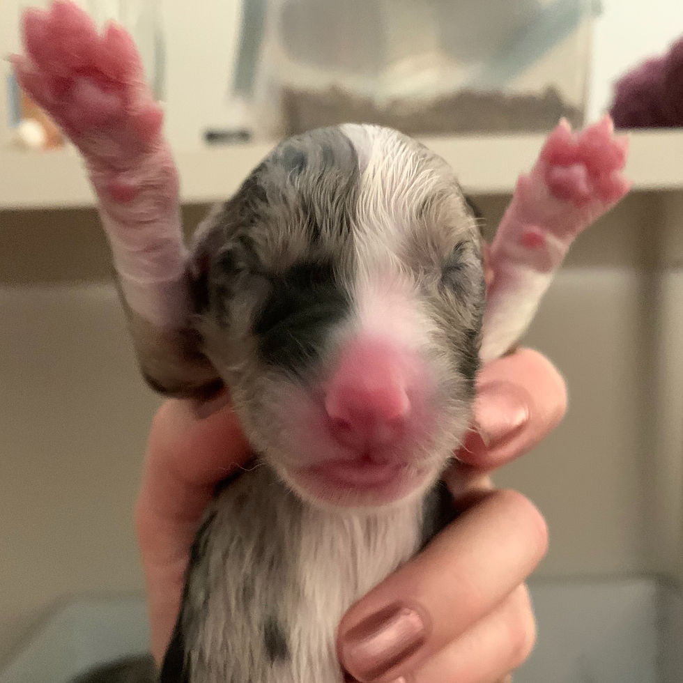 Blue Merle Girl NBT 1