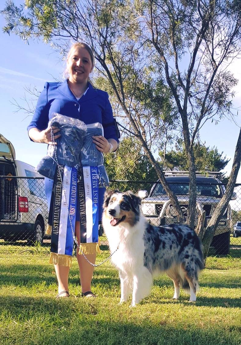 Australian Shepherd dog show