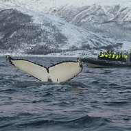 Tromso baleines