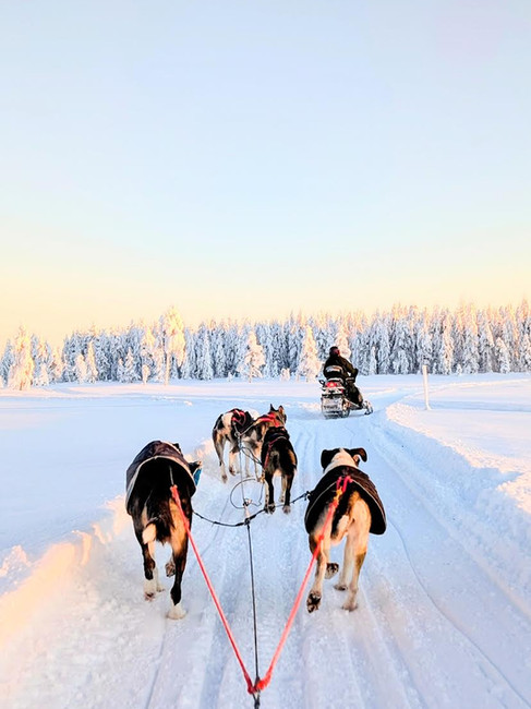Chiens de traineaux Ylläsjärvi