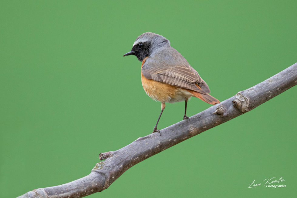 Rouge queue à front blanc