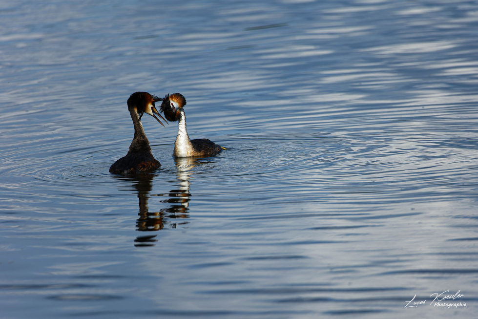 Parade des Grèbes (Etang de Lindre)