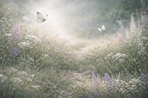 Zarte Schmetterlinge im Morgenlicht