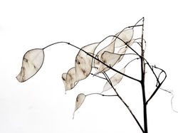 10906330_10203935349249008_6046915716272329129_n