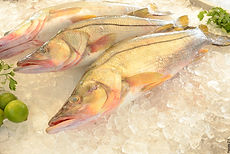 DSC_8419-ROBALO.jpg