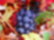 Raisin-de-gamay-juste-avant-la-recolte
