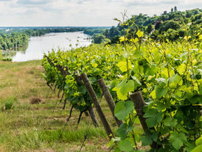 RIP Muscadet sur lie