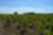 Le-vignoble-de-chateaumeillant-en-septembre
