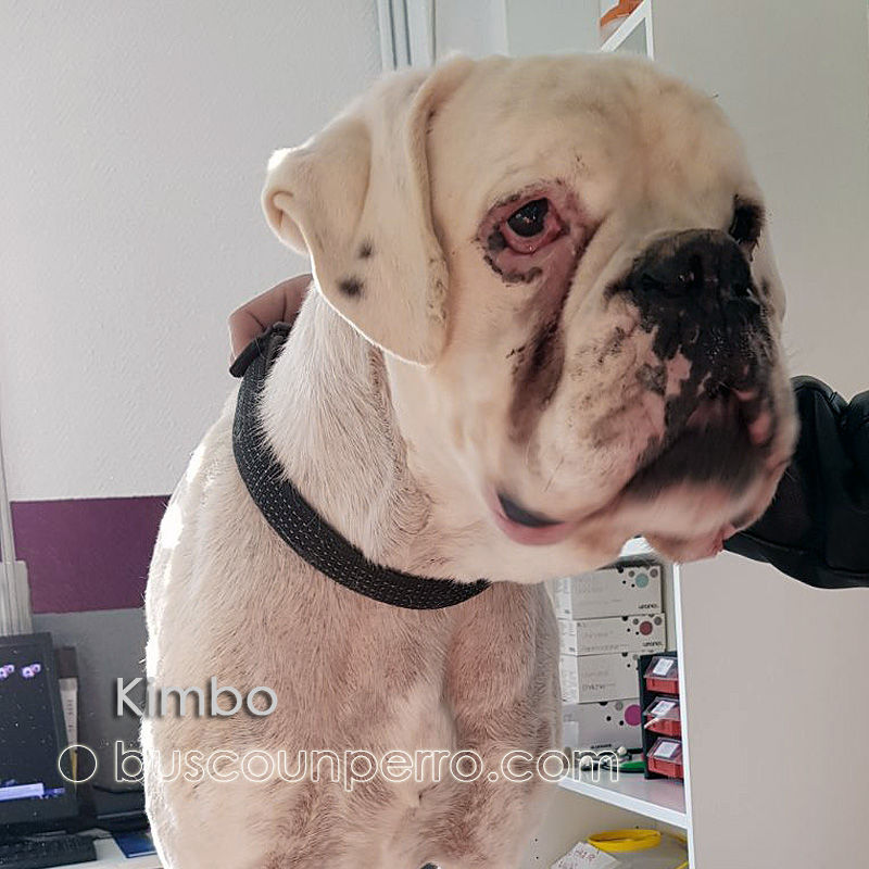 Miniatura: KIMBO