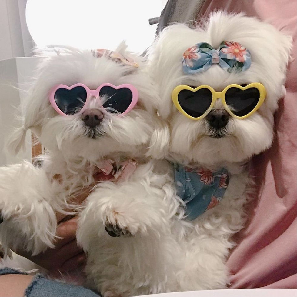 Thumbnail: Plastic Cute Pet Products For Small Cat Photos Props Pet Glasses Cat Glasses Cat