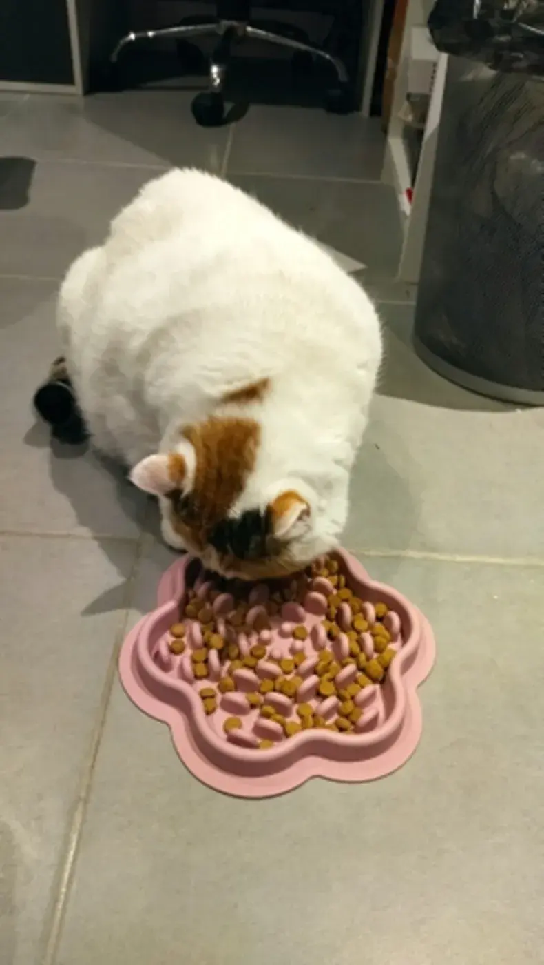 Thumbnail: Pet Products Mat For Dogs Cats Slow Food Bowls With Suction Cup Feeding Food Sil