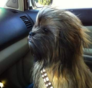 Y yo que creía que mi perro se parecía a Chewbacca…