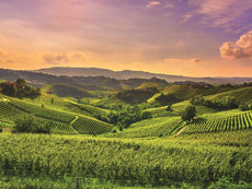 Agricoltura, avviato il partenariato sul piano strategico nazionale