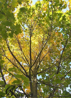 Parc de la tête d'or 3