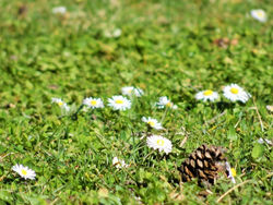 Parc du Montjuzet Clermont Ferrand Auvergne 220319 (5)