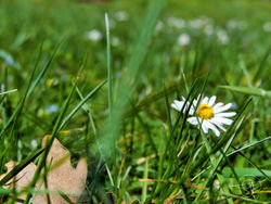 Parc du Montjuzet Clermont Ferrand Auvergne 220319 (2)