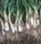 Calçots