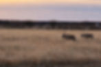 gemsbok-01.jpg