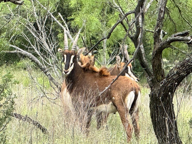 sable bull