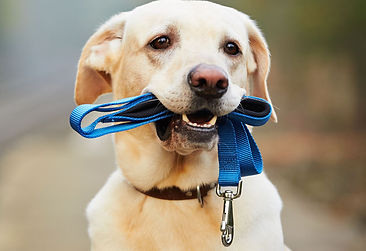 Dog walks