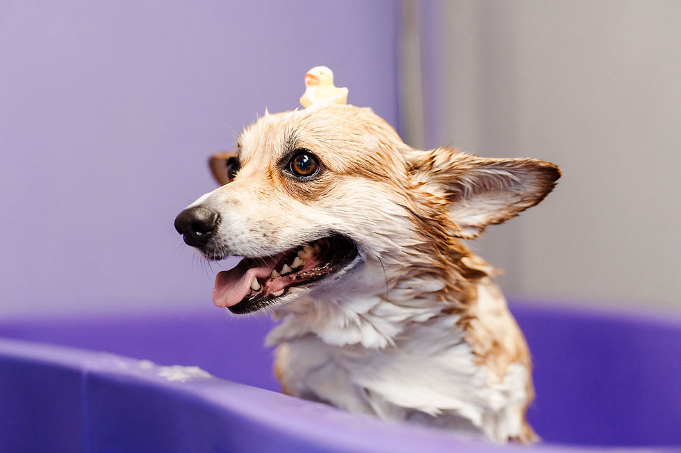 dog-grooming-pic1.jpg