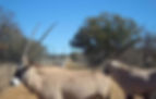 gemsbok-03.jpg