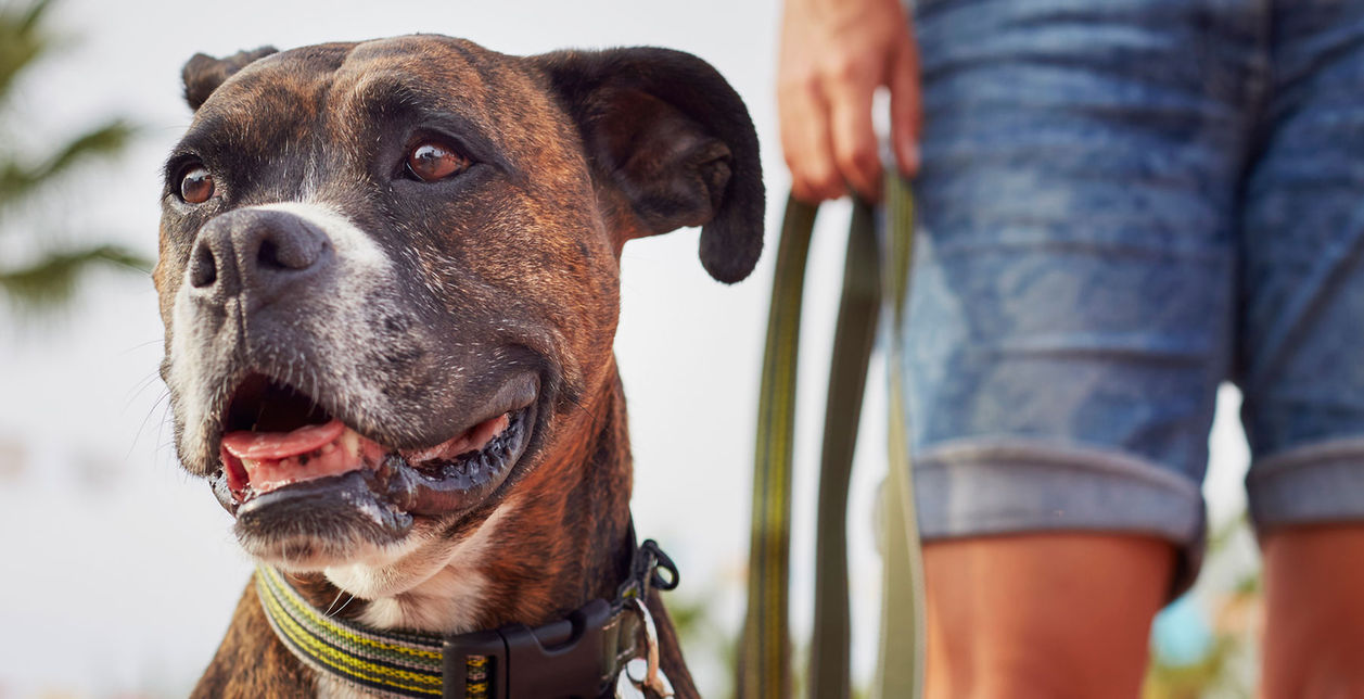 Paw Time Favorite Pet Sitting