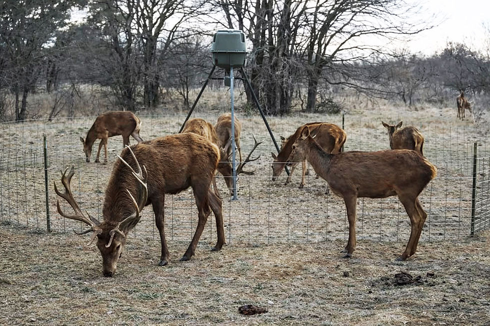 stag-02.jpg