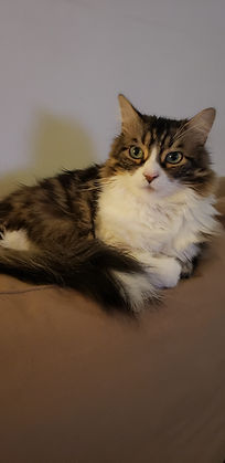 Milo