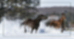 Silvermine Web Wix-161.jpg