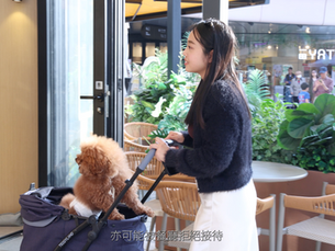 Pet-Friendly Hong Kong: Beyond the Hype, Towards True Hospitality