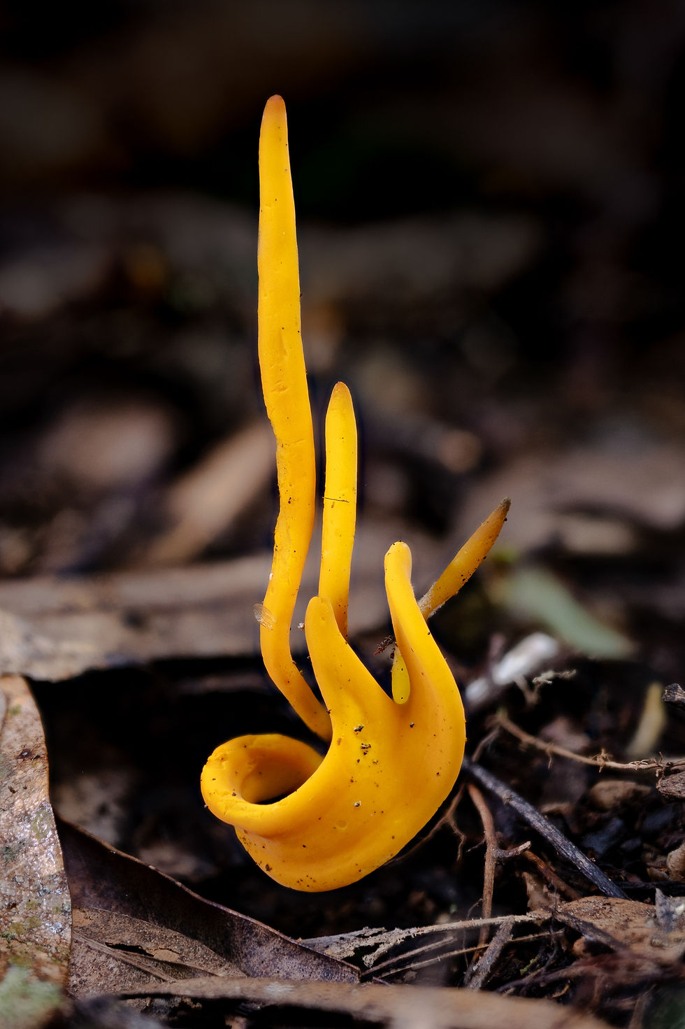 Andy Sim Fungi-3.jpg