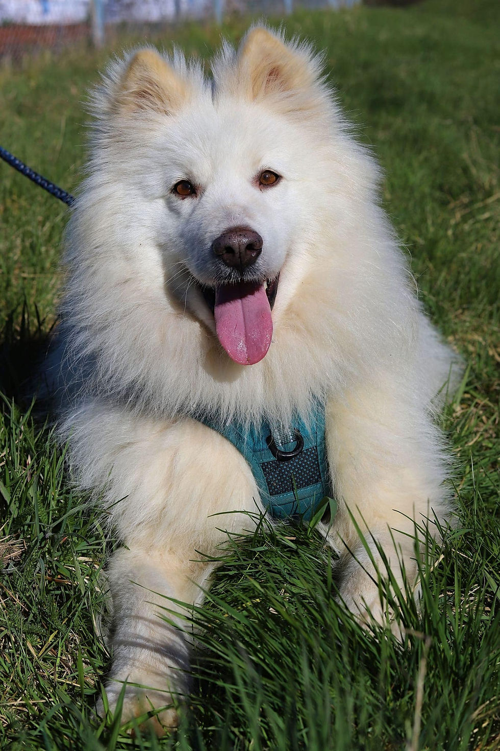 Samu, 4-5 Jahre