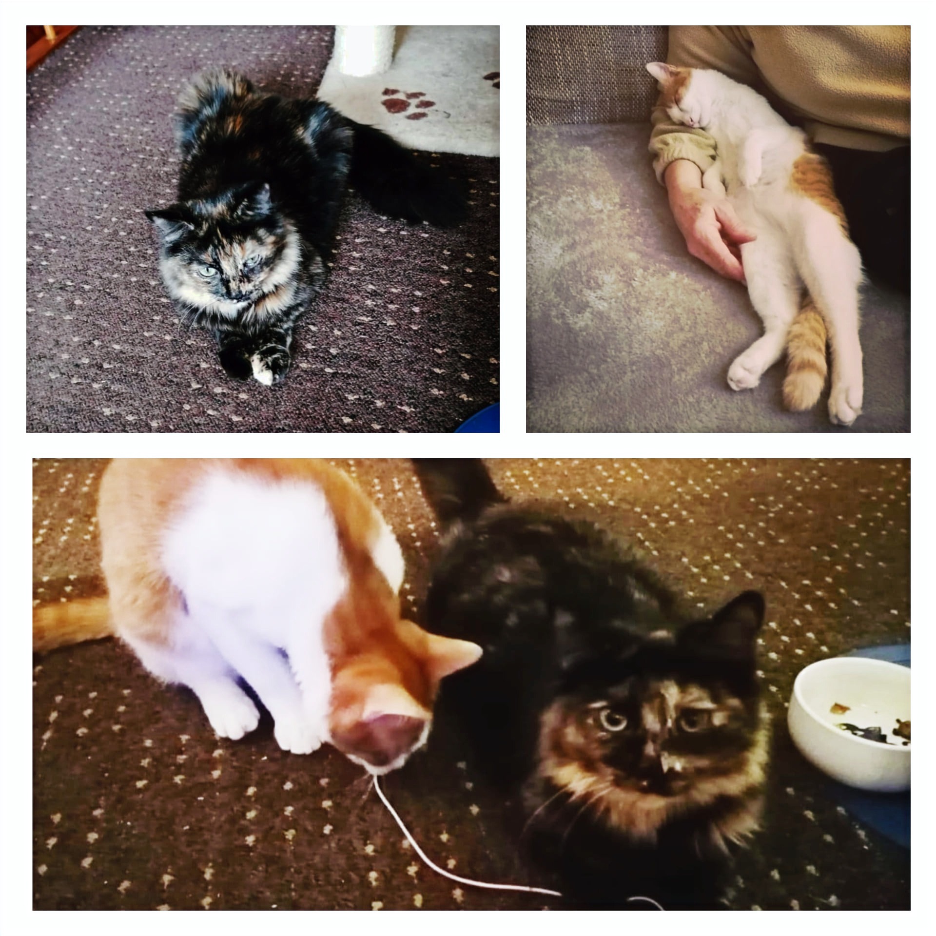 Kitty & Ollie