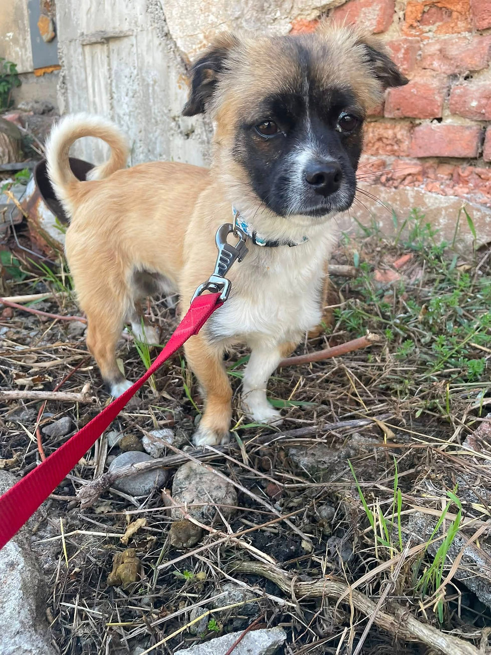 Milo
