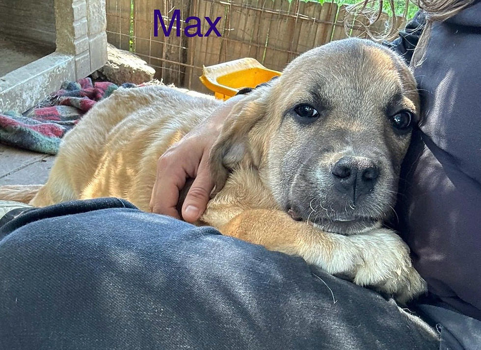 Max