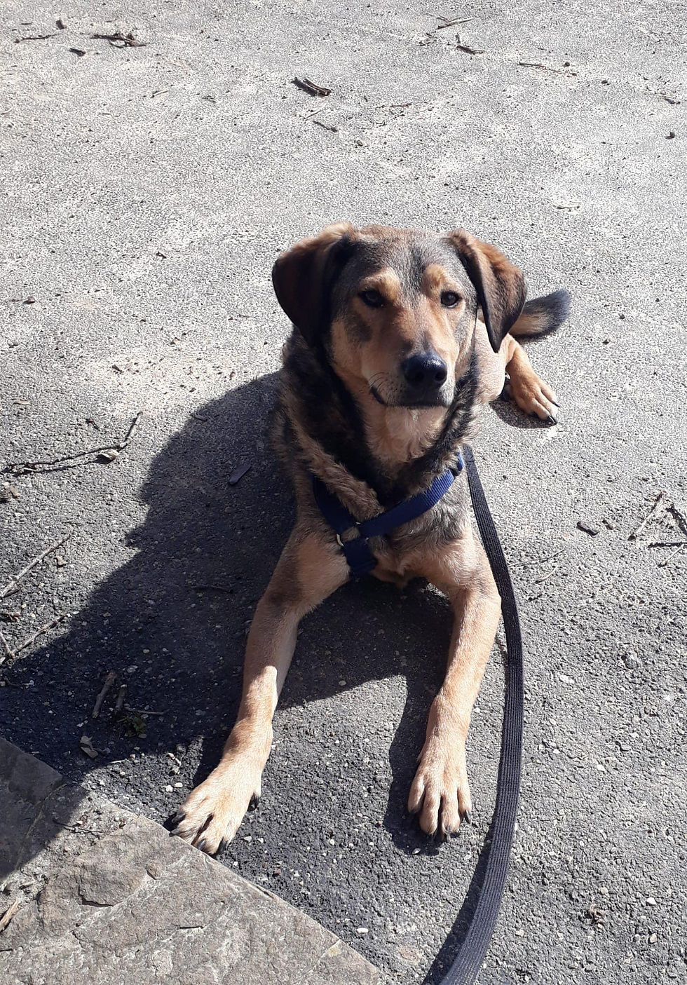 Monty, 2 Jahre