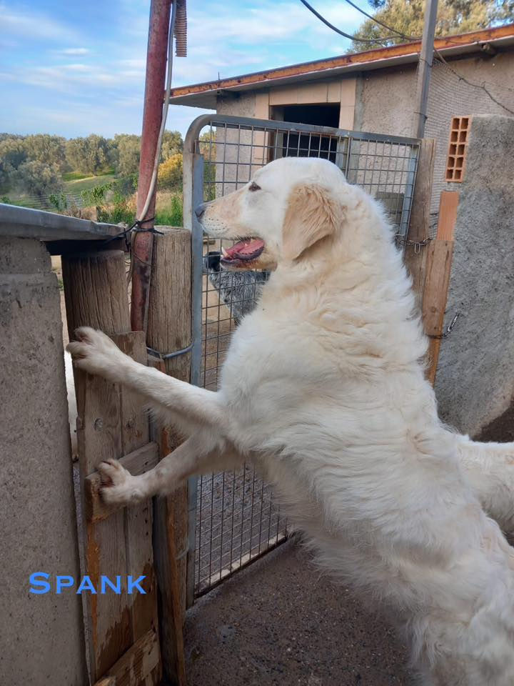 Spank