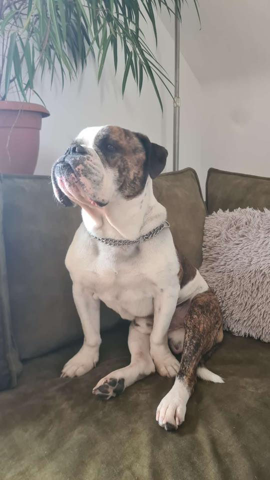 Bo, 8 Jahre