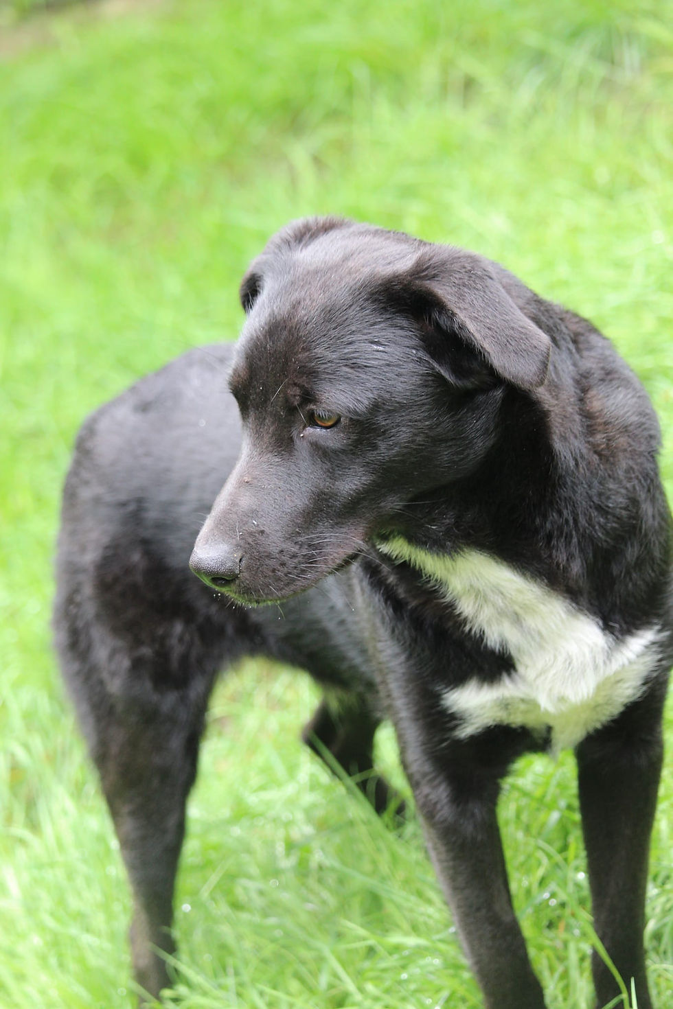 Tamino